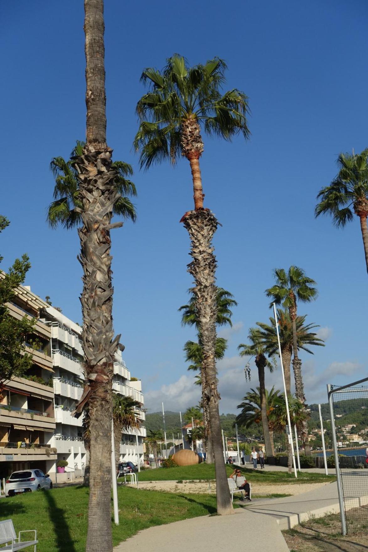 Les Jardins De Bandol, Piscine Privee, Belle Vue Mer ภายนอก รูปภาพ